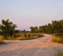 Una Location speciale per chi Ama gli Animali : Sposarsi in un Maneggio